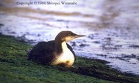 Pacific Loon - Gavia pacifica