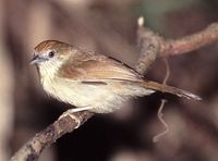 Grey-faced Tit Babbler - Macronous kelleyi