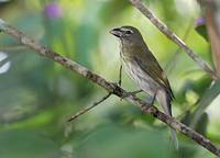 Streaked Saltator (Saltator albicollis) photo