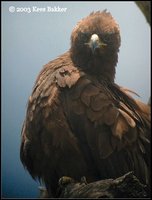 Wahlberg's Eagle - Aquila wahlbergi