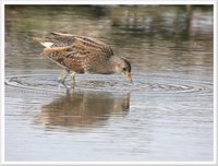 Spotted Crake - Porzana porzana