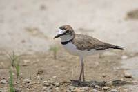 Collared Plover (Charadrius collaris) photo