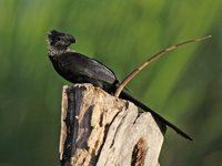 Groove-billed Ani - Crotophaga sulcirostris