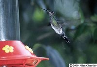 White-necked Jacobin - Florisuga mellivora