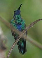 Sparkling Violet-ear - Colibri coruscans