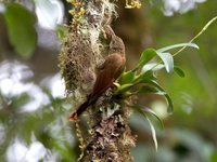 Spot-crowned Woodcreeper - Lepidocolaptes affinis