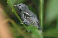 White-flanked Antwren - Myrmotherula axillaris