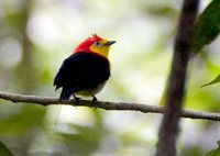 Wire-tailed Manakin - Pipra filicauda