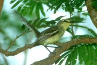 Greater Wagtail-Tyrant - Stigmatura budytoides