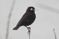 Spectacled Tyrant - Hymenops perspicillatus
