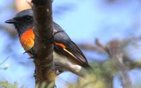 Small Minivet - Pericrocotus cinnamomeus