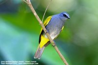 Gray-bellied Bulbul - Pycnonotus cyaniventris