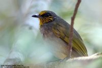 Stripe-throated Bulbul - Pycnonotus finlaysoni