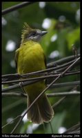 White-throated Bulbul - Alophoixus flaveolus