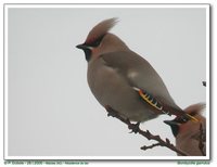 Bohemian Waxwing - Bombycilla garrulus