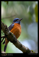 Blue-capped Rock-Thrush - Monticola cinclorhynchus