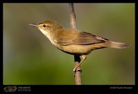Clamorous Reed-Warbler - Acrocephalus stentoreus