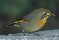 Red-billed Leiothrix - Leiothrix lutea