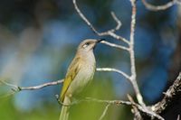 Brown Honeyeater - Lichmera indistincta