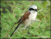 Red-backed Shrike - Lanius collurio