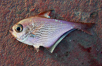 19 February 2005 -  Pempheridae