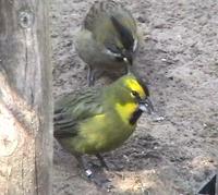 Green cardinal Gubernatrix cristata