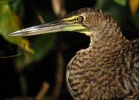 Tiger Heron close-up  