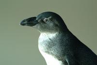 African Penguin (juvenile)