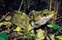 Rhynchocephalia Sphenodon New Zealand Tuatara Beak Head