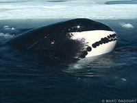 Bowhead Whale - Balaena mysticetus