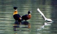 Australian Shelduck