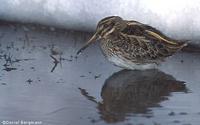 Jack Snipe Lymnocryptes minimus