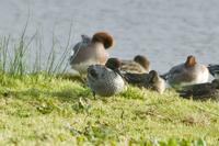 Falcated Duck Topsham, Devon