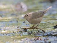 Dusky warbler C20D 03200.jpg