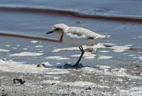 Chestnut-banded Plover p.130