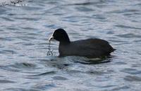 Fulica atra , 물닭 - Common Coot