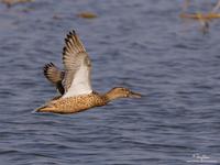 Northern Shoveler (female)