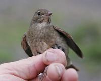 Thrush Nightingale (Luscinia luscinia)