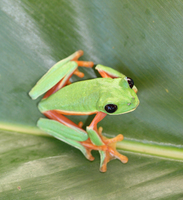 : Agalychnis moreletii