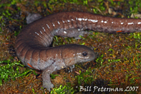 : Ambystoma barbouri; Streamside Salamander