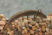: Ambystoma macrodactylum; Long-toed Salamander