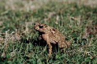 : Bufo biporcatus; Philippine Toad