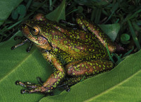 : Dendropsophus labialis