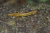 : Eurycea bislineata; Two-lined Salamander