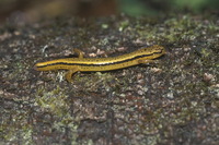 : Eurycea bislineata; Two-lined Salamander