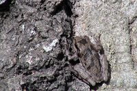 : Hyla femoralis; Pinewoods Treefrog