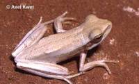 : Hypsiboas caingua