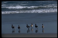 : Branta bernicla; Black Brant, Brant Goose