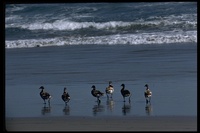 : Branta bernicla; Black Brant, Brant Goose