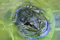 : Rana dybowskii; Dybovsky's Frog